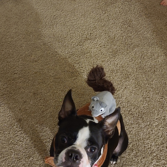 Meet your Posher, Elizabeth - Picture 4 of 4